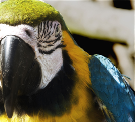 Macaw small